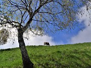 In Linzone spettacolo di narcisi e muscari - 15magg23-FOTOGALLERY